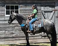 field-trail-horse-tennessee-walking