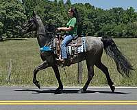 gaited-blue-roan-tennessee-walking-horse