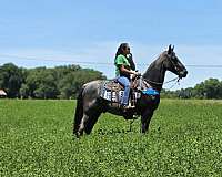 field-trail-horse-gelding