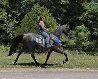 gaited-blue-roan-gelding