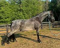 see-pictures-horse