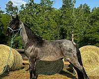 blue-roan-see-pictures-horse