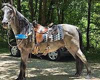 trail-horse-tennessee-walking