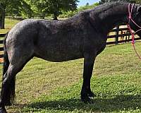 traishow-horse