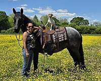 traishow-horse-mare