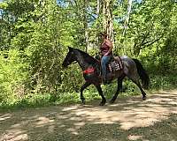 blue-roan-sh-horse