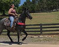 see-pictures-horse