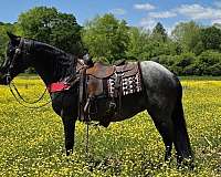 blue-roan-see-pictures-horse