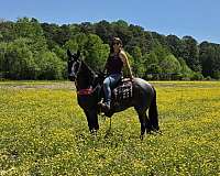 blue-roan-tennessee-walking-horse