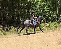 tennessee-walker-walking-horse