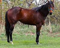 western-dressage-appendix-pony