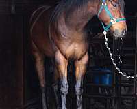 sock-pony