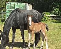 black-belgian-colt
