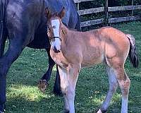 red-roan-belgian-colt