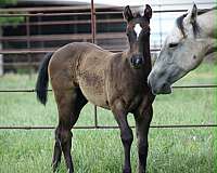 all-around-quarter-horse