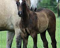 athletic-quarter-horse