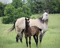 cowboy-mounted-shooting-quarter-horse