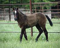 drill-team-quarter-horse