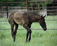 mounted-patrol-quarter-horse