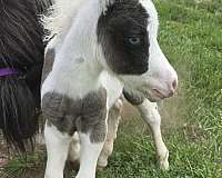 black-pinto-amha-amhr-colt-weanling