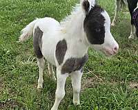 black-pinto-colt-weanling-for-sale