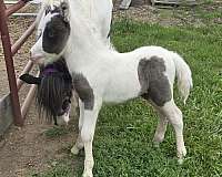 black-pinto-colt-weanling