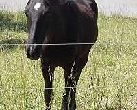 top-king-maverick-quarter-horse
