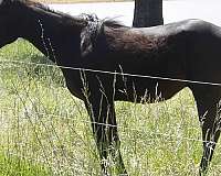 2025-quarter-horse