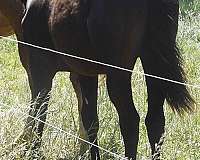 top-king-maverick-horse