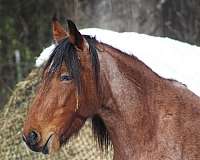 mustang-horse-for-sale