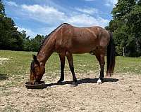 mustang-horse