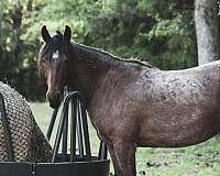 mustang-gelding