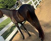 arabian-filly-black-half-horse