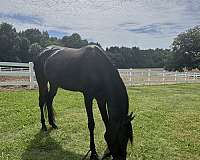 cheap-horse-half-arabian
