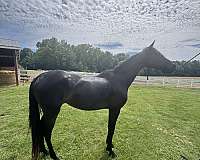 beautiful-horse-half-arabian