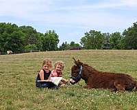 brown-flashy-donkey
