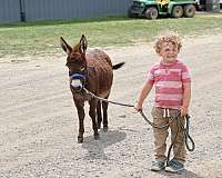 brown-therapy-donkey