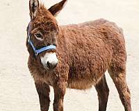 brown-trained-donkey