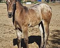 bay-blanketed-filly-appaloosa