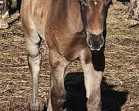 blanket-horse