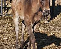 bay-blanket-horse