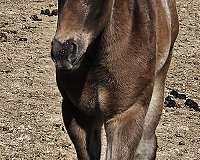 all-around-appaloosa-horse