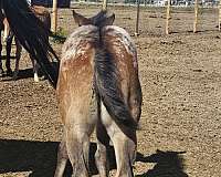 athletic-appaloosa-horse