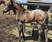 barrel-appaloosa-horse