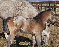 breeding-appaloosa-horse