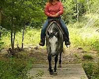 playday-quarter-horse