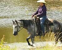ranch-quarter-horse