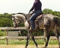 ranch-versatility-quarter-horse