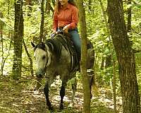 ranch-work-quarter-horse