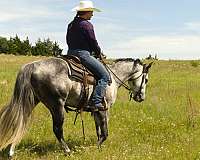 ridden-western-quarter-horse